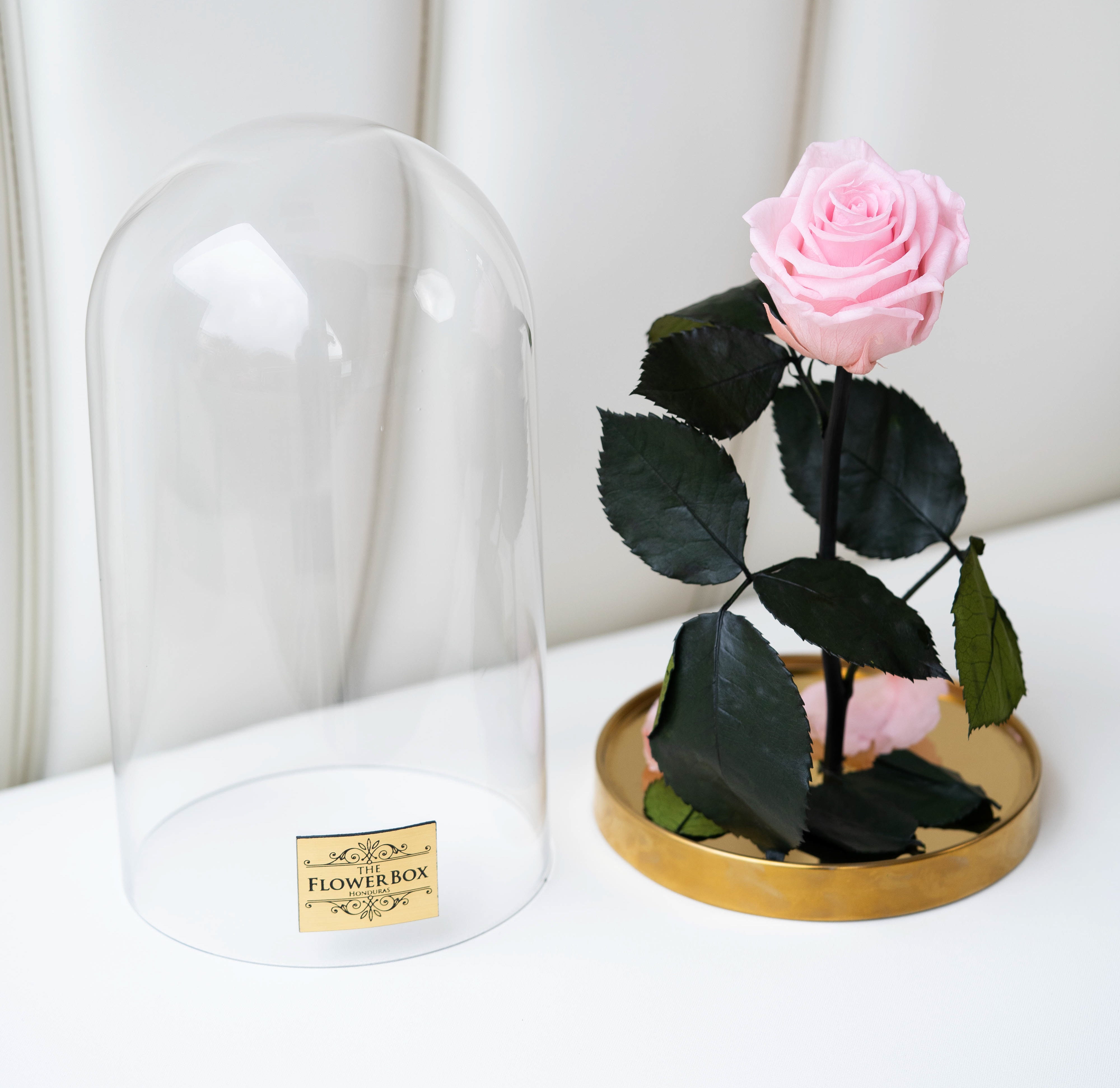 Beauty and the Beast