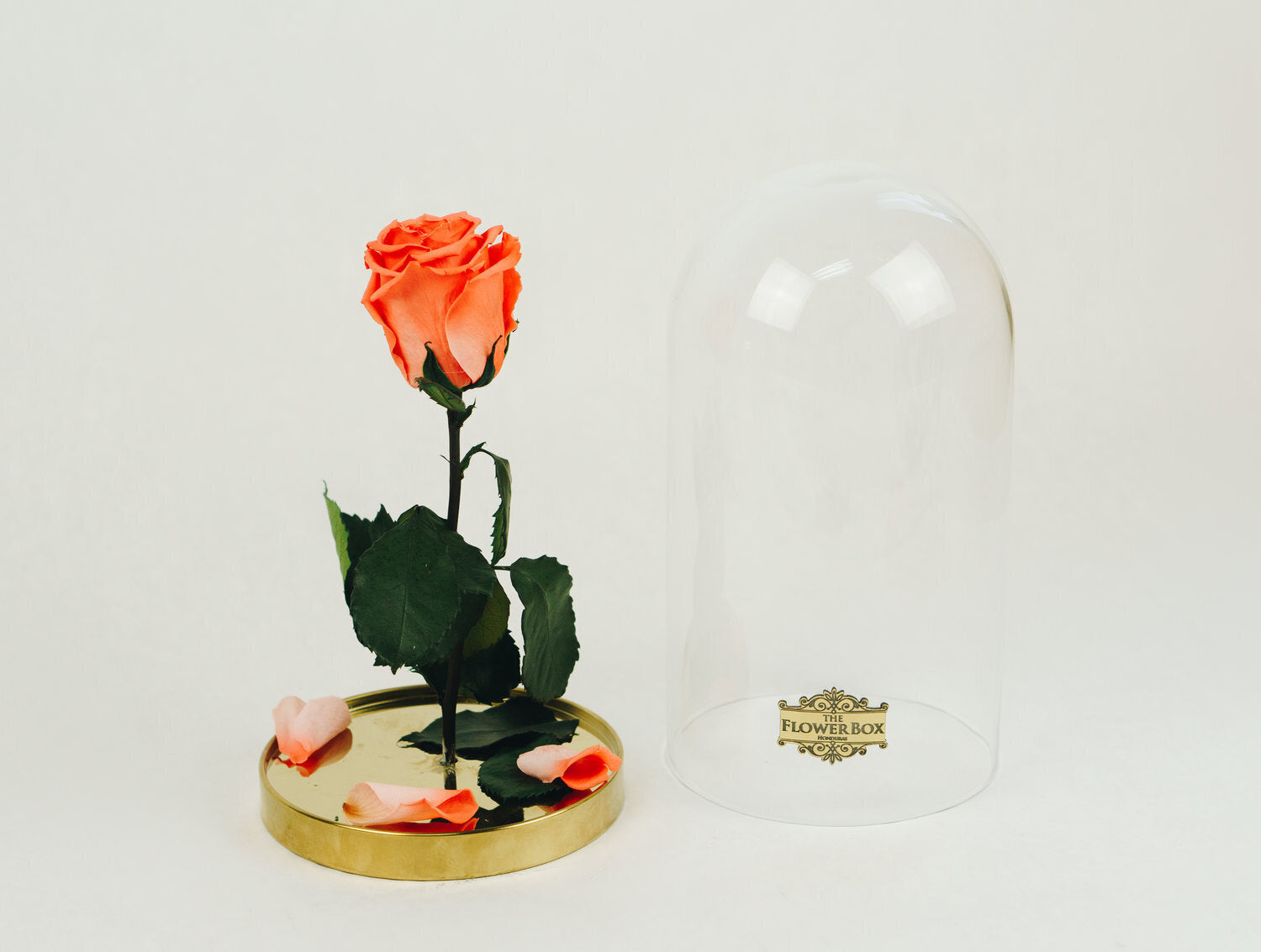 Beauty and the Beast