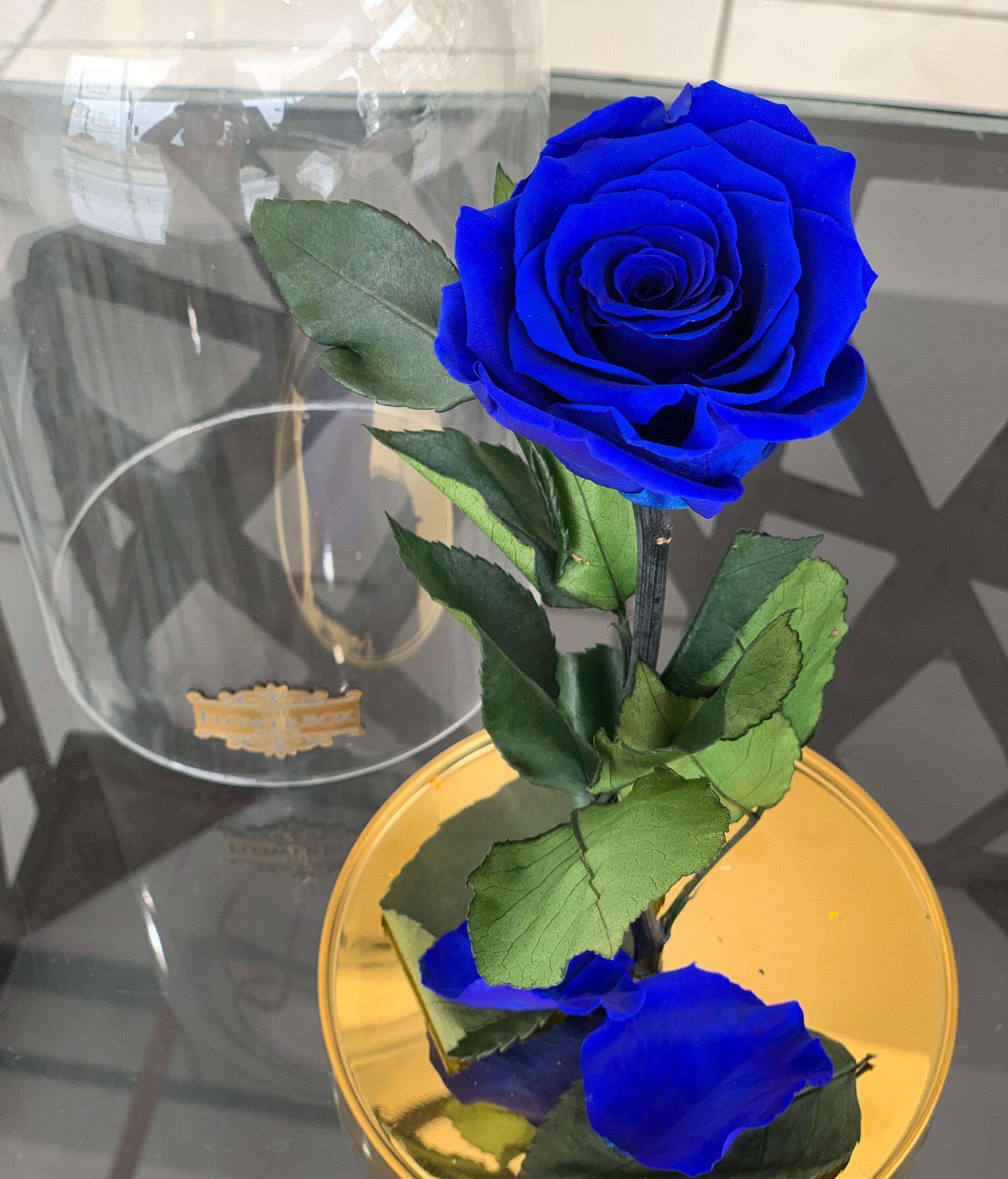 Beauty and the Beast