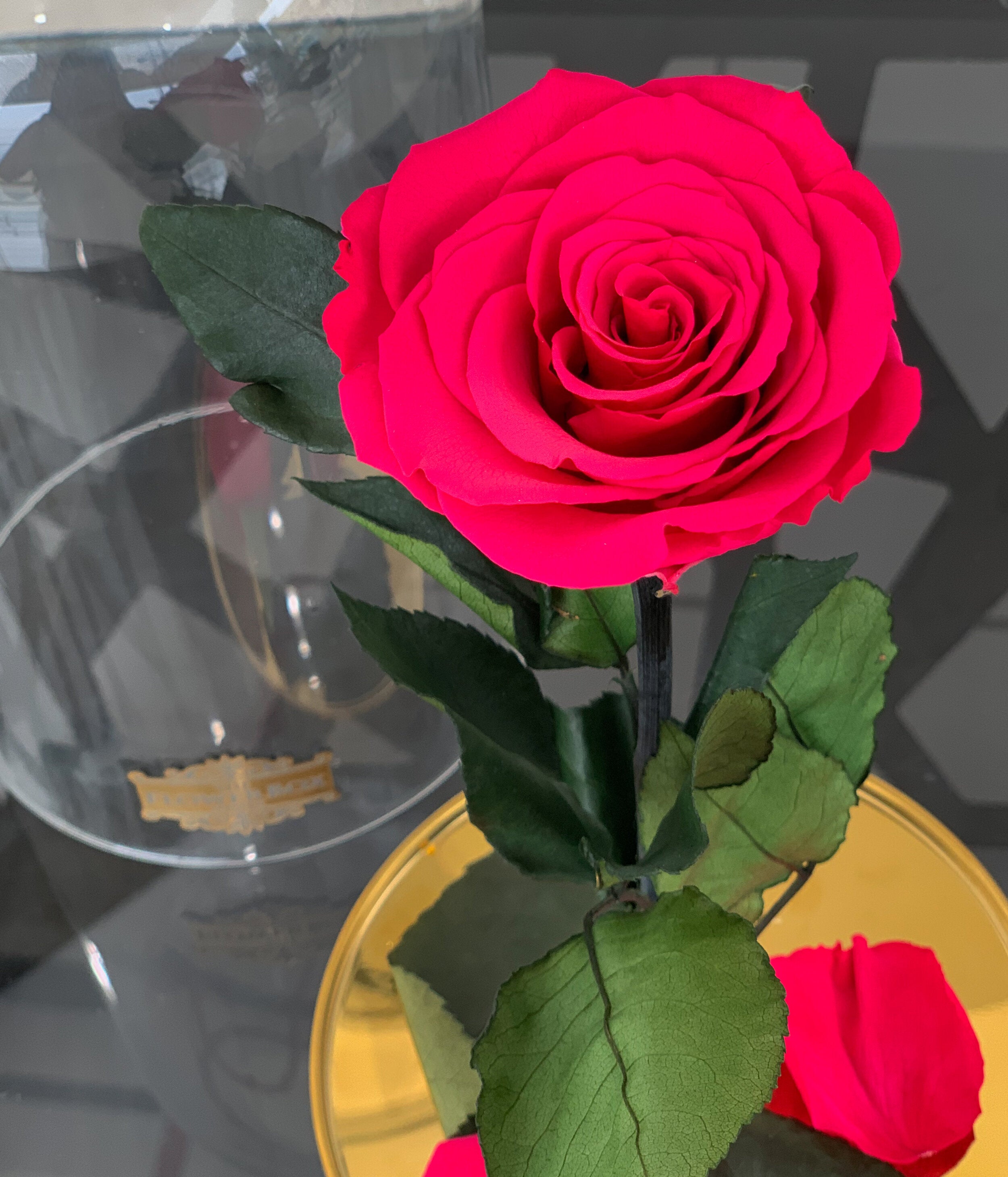 Beauty and the Beast