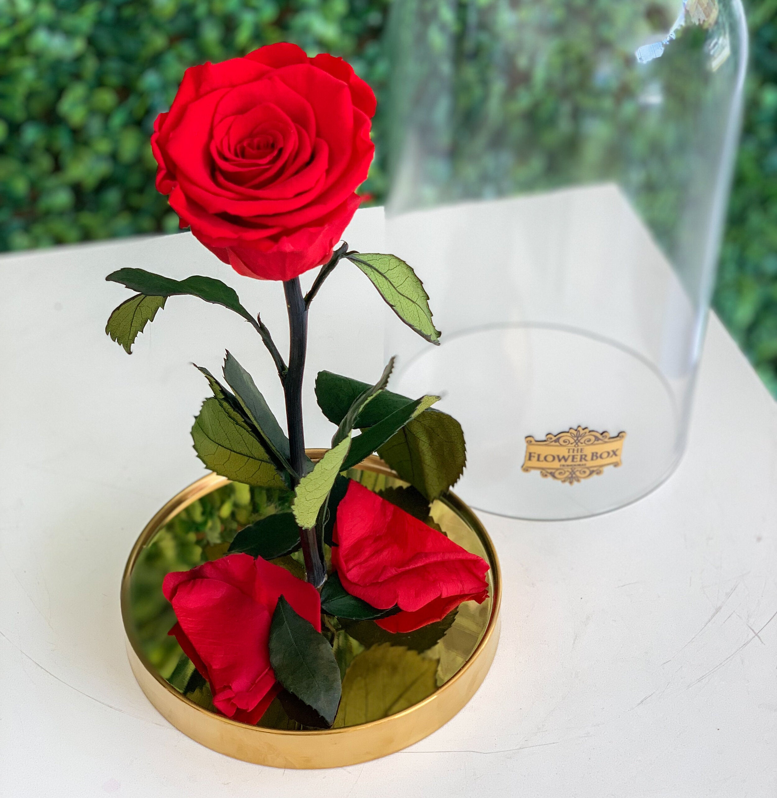 Beauty and the Beast